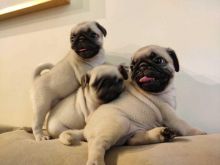 Male and Female PUG Puppies for New Homes 💕Delivery Available🌎