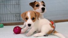 Affectionate Jack Russell Puppies for New Homes 💕Delivery Available🌎