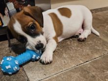 Male and Female Jack Russell Puppies for New Homes 💕Delivery Available🌎
