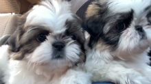 Male and Female Shih Tzu Puppies Available 💕Delivery Available🌎