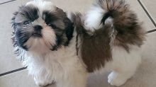 Lovely Male and Female Shih Tzu Puppies Available 💕Delivery Available🌎 Image eClassifieds4u 2