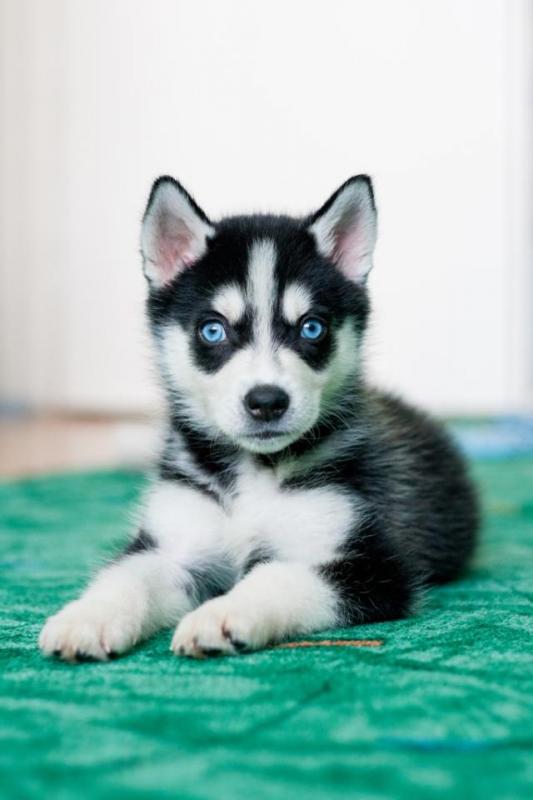 Blue Eyed Male and Female Siberian Husky Puppies 💕Delivery Available🌎 Image eClassifieds4u