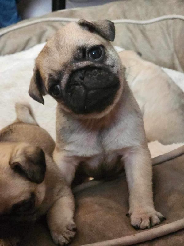 Adorable male and female PUG Puppies Available 💕Delivery Available🌎 Image eClassifieds4u
