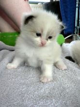 👇Male and female Ragdoll Kitten👇