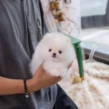 Two Teacup Pomeranian puppies Available 💕Delivery possible🌎