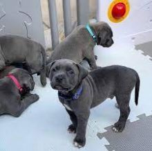 Sweet Male and Female Blue Nose Pitbull Puppies 💕Delivery Available🌎