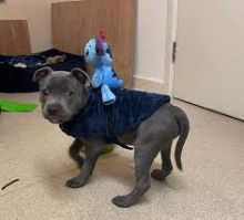 CKC Male and Female Blue Nose Pitbull Puppies 💕Delivery Available🌎