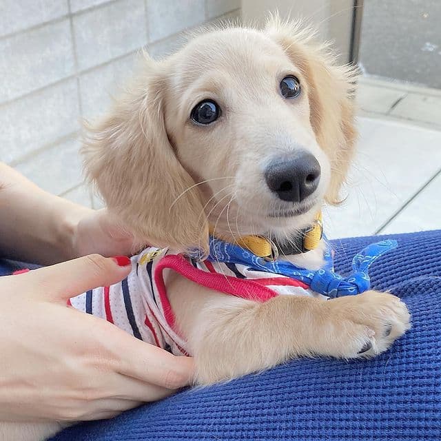 Beautiful Miniature Dachshund Puppies Available 💕Delivery Available🌎 Image eClassifieds4u