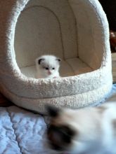 👇Ragdoll Kittens for Adoption Below $500👇 Image eClassifieds4U