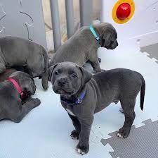 Male and Female Blue Nose Pitbull Puppies 💕Delivery Available🌎 Image eClassifieds4u