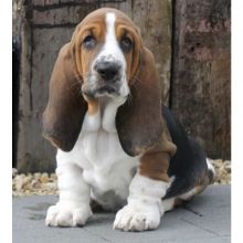 Affectionate Basset Hound Puppies Available 💕Delivery Available🌎