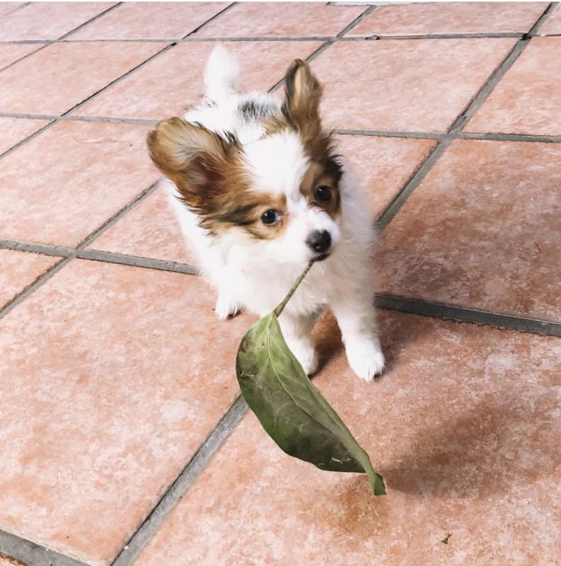 Cute Papillon puppies for adoption Image eClassifieds4u