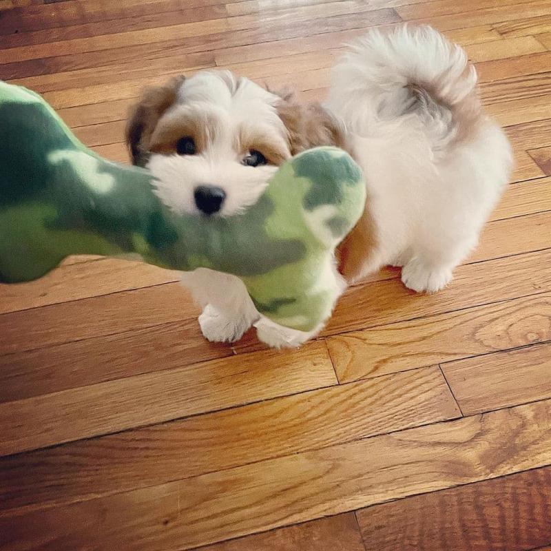 Beautiful Havanese Puppies Available for New Homes 💕Delivery Available🌎 Image eClassifieds4u