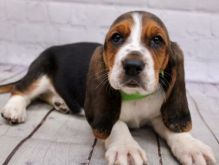 Affectionate Basset Hound Puppies Available 💕Delivery Available🌎 Image eClassifieds4u 2