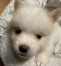 Best Quality male and female pomsky puppy for adoption... Image eClassifieds4u 1
