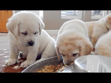 Male and Female Labrador Retriever Puppies 💕Delivery Available🌎 Image eClassifieds4u 1