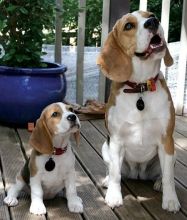 Male and Female Beagle Puppies available 💕Delivery Available🌎