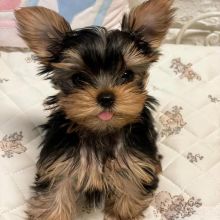 Two Teacup YORKIE Puppies Need a New Family (jmalin882@gmail.com) Image eClassifieds4u 4