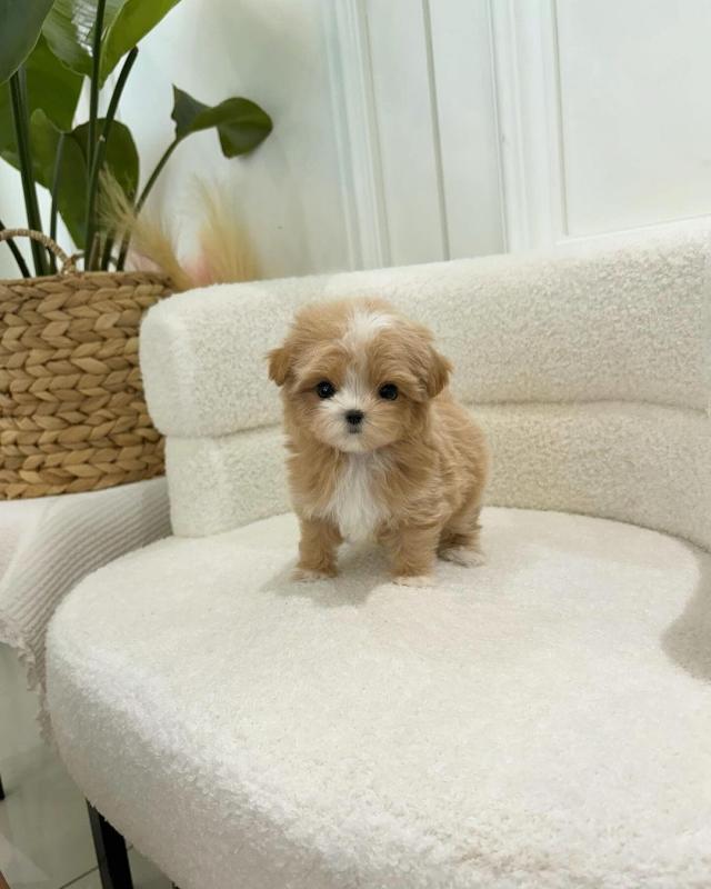 Maltipoo Puppies Looking For Their Forever Home(vidskelley@gmail.com) Image eClassifieds4u