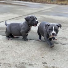 Adorable male and female Blue nose pitbull puppies for adoption (nezivasco9@gmail.com)