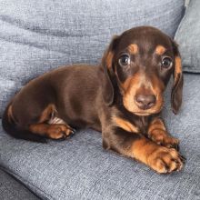 dachshund PUPPIES (livingstonhark@gmail.com)