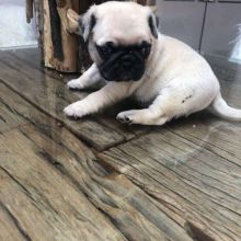Healthy Male and Female pug Puppies Available For Adoption (henrrjonas@gmail.com)