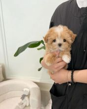 Maltipoo Puppies Looking For Their Forever Home(vidskelley@gmail.com)