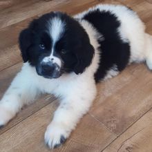 Newfoundland puppies for adoption (clintongreen269@gmail.com)