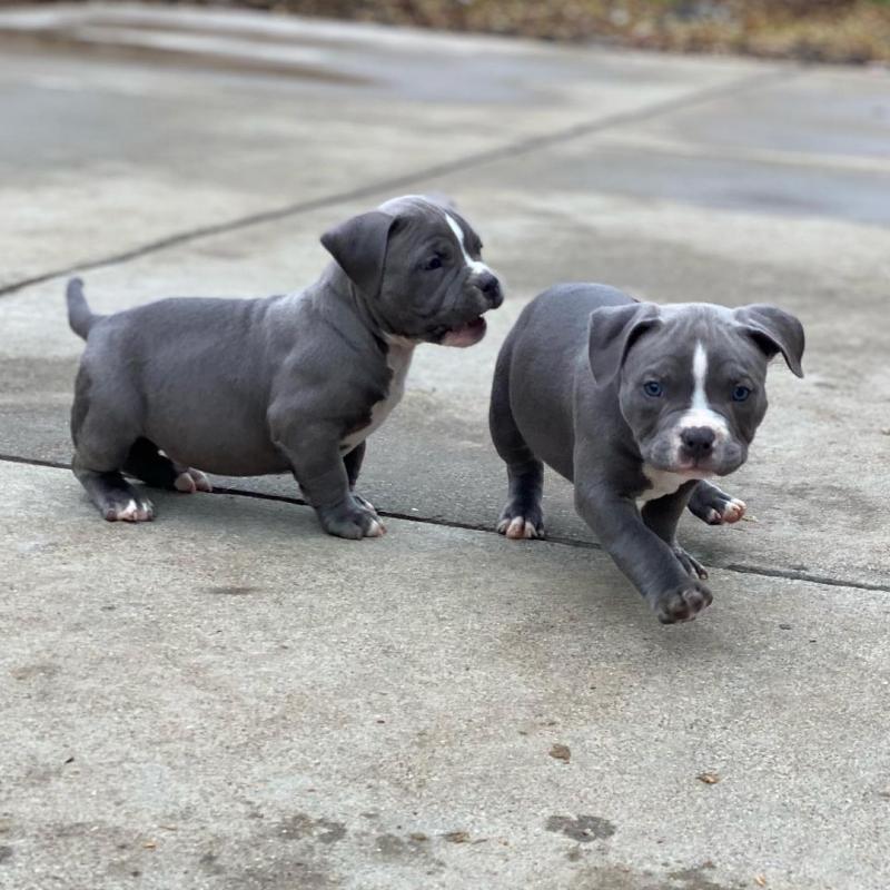 Adorable male and female Blue nose pitbull puppies for adoption (nezivasco9@gmail.com) Image eClassifieds4u