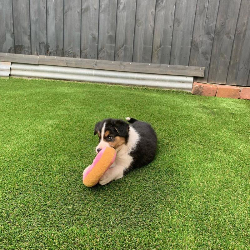 Border collie for adoption (melendezcrowley@gmail.com) Image eClassifieds4u