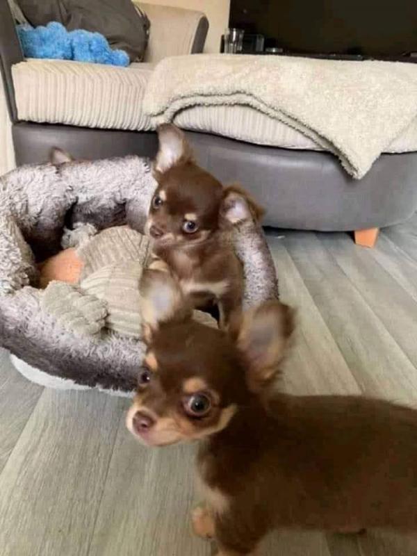 chihuahua puppies (neolmarkride@gmail.com) Image eClassifieds4u