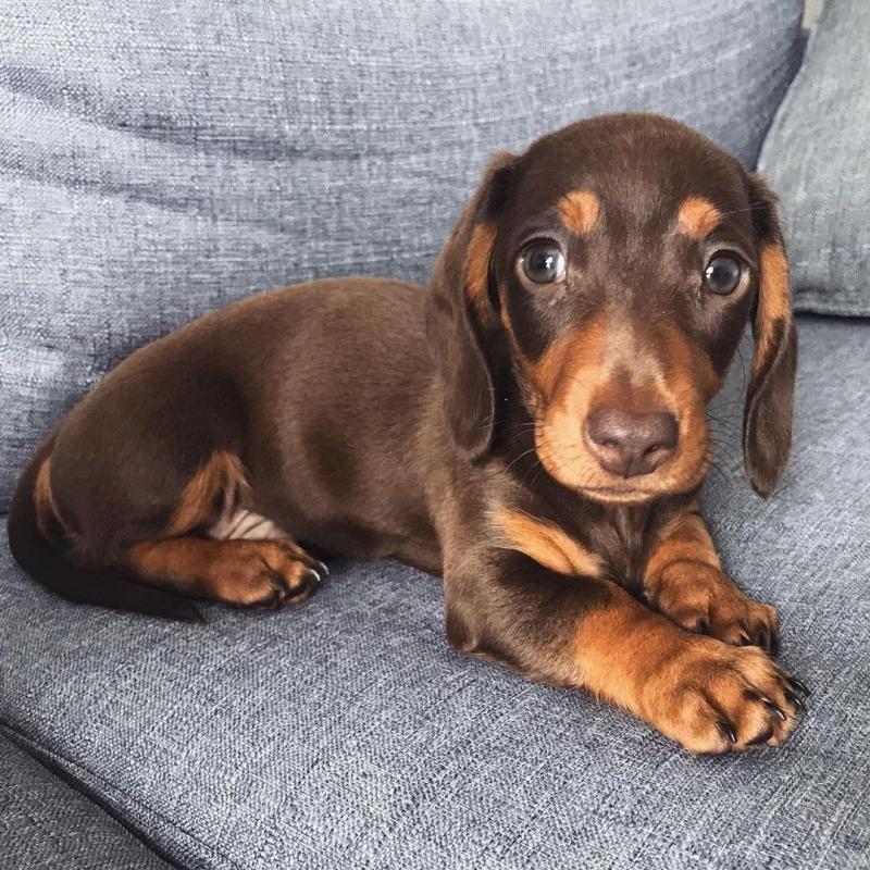 dachshund PUPPIES (livingstonhark@gmail.com) Image eClassifieds4u