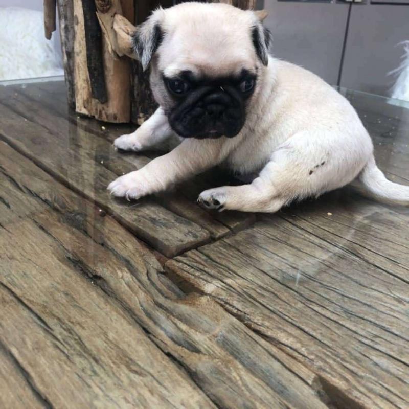 Healthy Male and Female pug Puppies Available For Adoption (henrrjonas@gmail.com) Image eClassifieds4u
