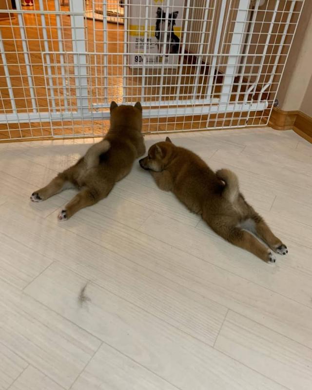 Healthy Male and Female SHIBA INU Puppies Available For Adoption (rebecajohnson249@gmail.com) Image eClassifieds4u