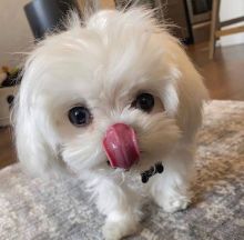 maltese Puppies (yannickbree@gmail.com) Image eClassifieds4u 2