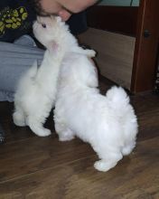 maltese Puppies (yannickbree@gmail.com) Image eClassifieds4u 1