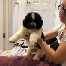 Newfoundland puppies for adoption (clintongreen269@gmail.com) Image eClassifieds4u 2