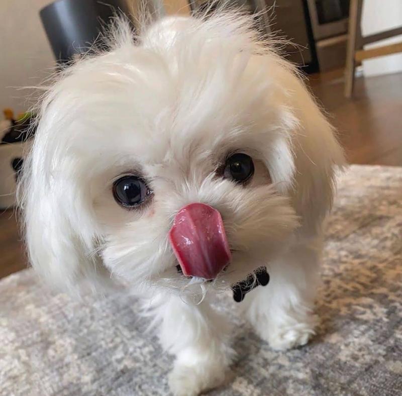 maltese Puppies (yannickbree@gmail.com) Image eClassifieds4u