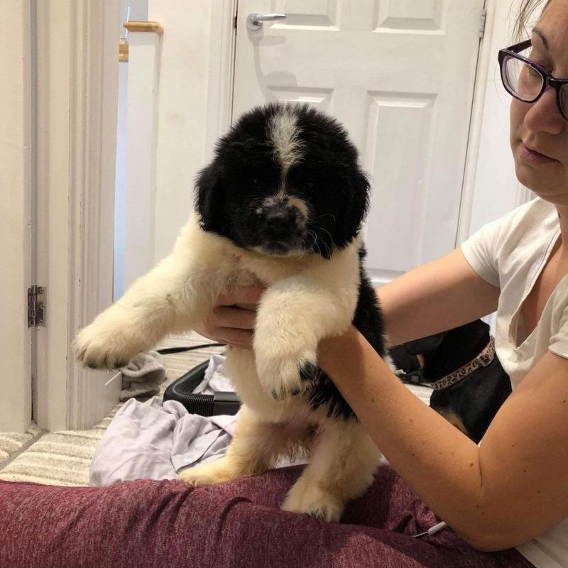 Newfoundland puppies for adoption (clintongreen269@gmail.com) Image eClassifieds4u