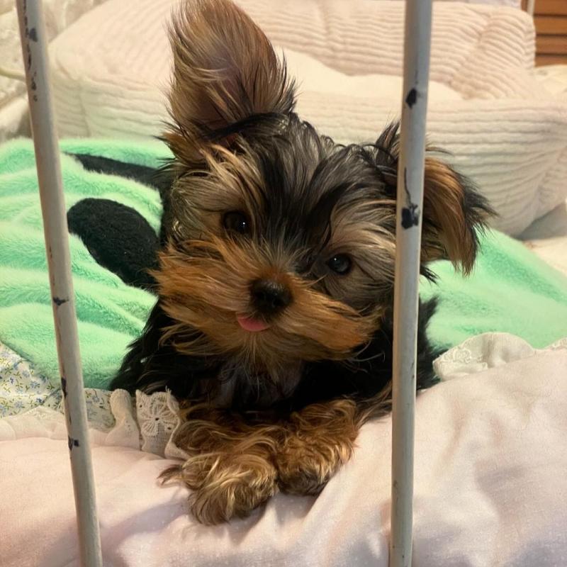 Two Teacup YORKIE Puppies Need a New Family (jmalin882@gmail.com) Image eClassifieds4u