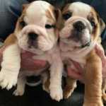 Male and female English Bulldog puppies available!