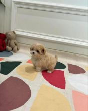 Maltipoo Puppies Looking For Their Forever Home(vidskelley@gmail.com)