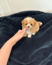 Maltipoo Puppies Looking For Their Forever Home(vidskelley@gmail.com)