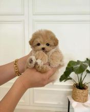 Maltipoo Puppies Looking For Their Forever Home(vidskelley@gmail.com)