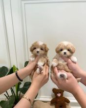 Maltipoo Puppies Looking For Their Forever Home(vidskelley@gmail.com)
