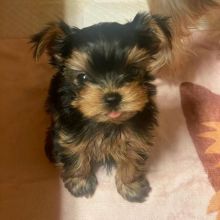 Two Teacup YORKIE Puppies Need a New Family (jmalin882@gmail.com)