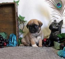 Adorable Pug puppies available Image eClassifieds4u