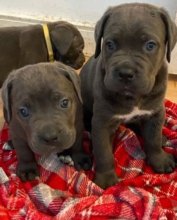 Cute male and female Cane Corso Puppies available. Image eClassifieds4u