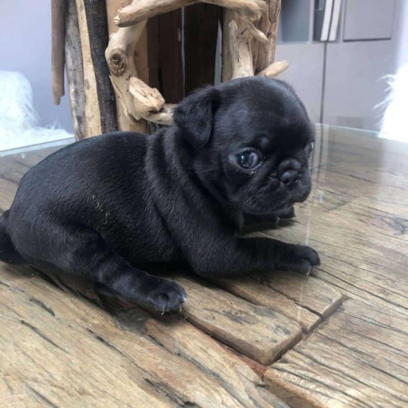 Healthy Male and Female pug Puppies Available For Adoption (henrrjonas@gmail.com) Image eClassifieds4u