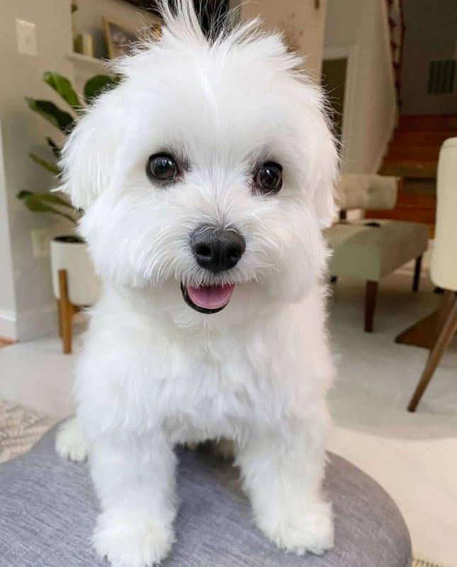 Home trained Maltese puppies for adoption (yannickbree@gmail.com) Image eClassifieds4u